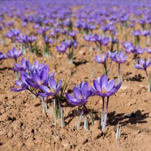 SISTEMA DI ALLARME PER CAMPI COLTIVATI